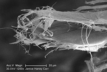 High magnification by scanning electron micrography (SEM) of piece of Chrysotile Asbestos