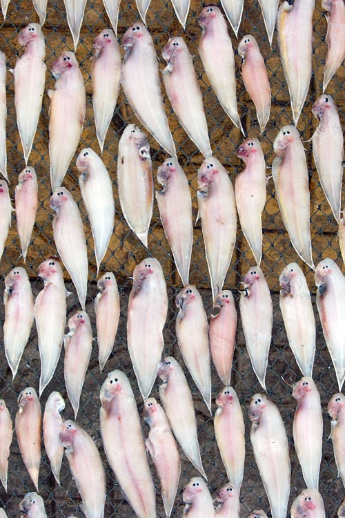 Small fishes get a post mortem sun bath at Pak Nam Pran