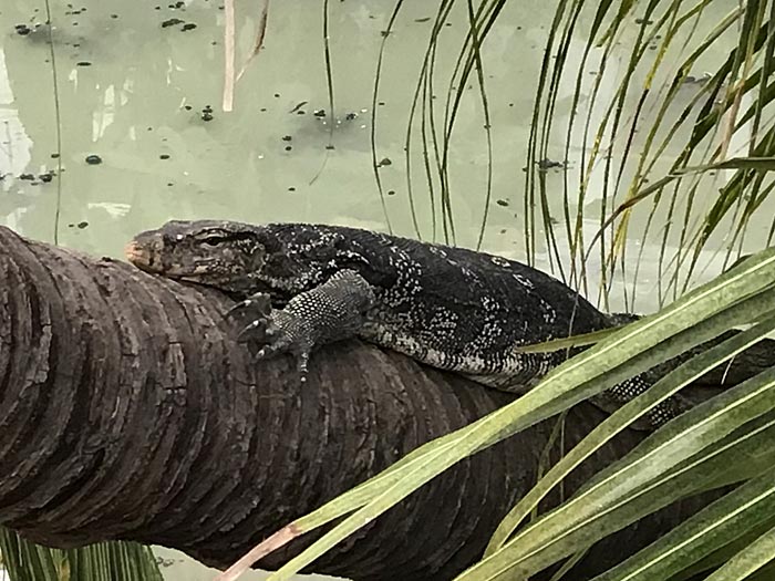 Monitor Lizard, sunbathing on a toppled tree, close to the entrance to the walkway between Benjakitti Park and Lumphini Park