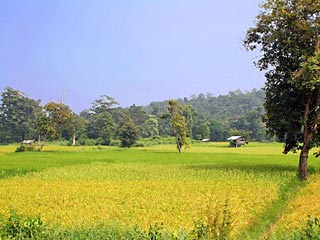 Rice fiels in Roi Et province